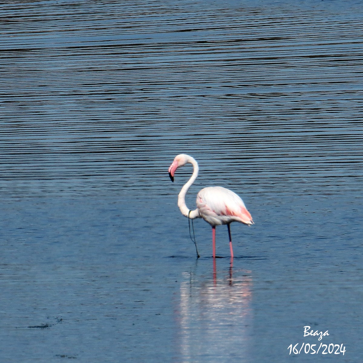 Greater Flamingo - ML620033737