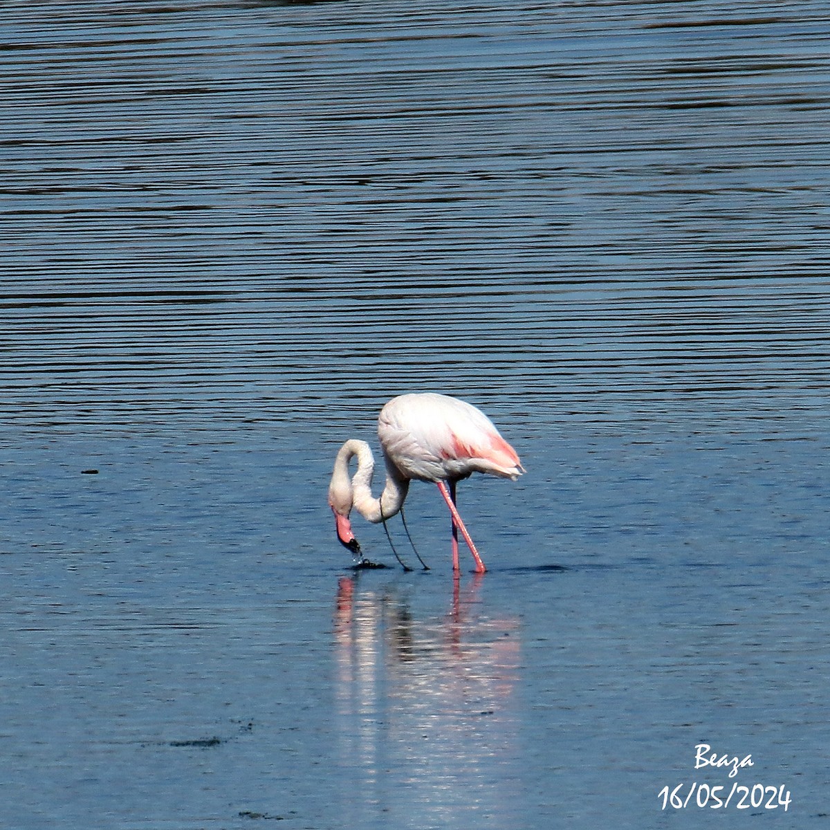 Greater Flamingo - ML620033738