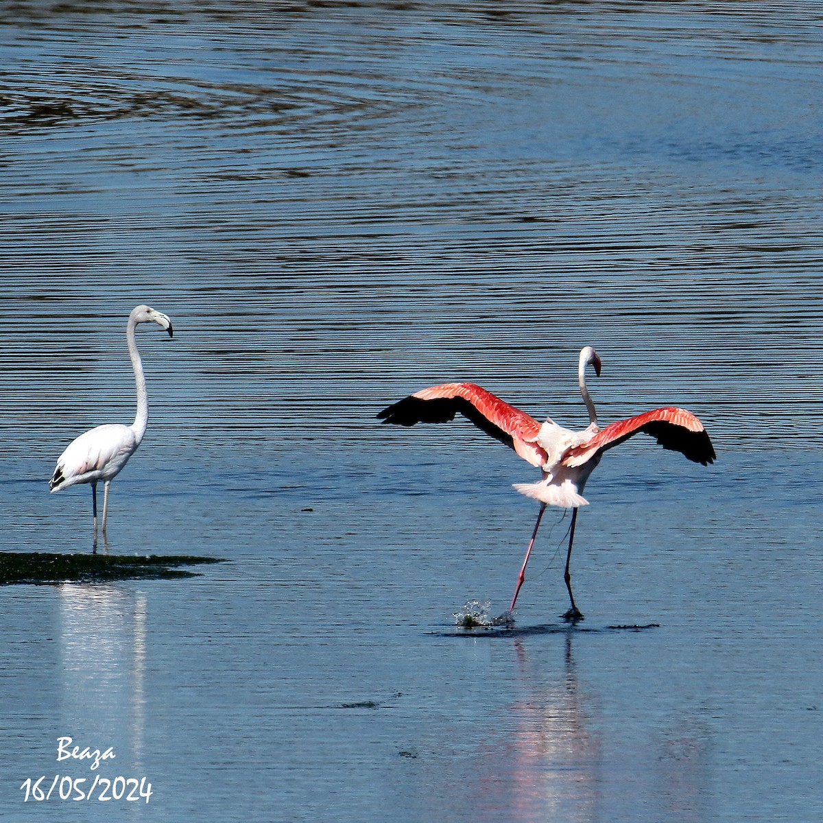 Greater Flamingo - ML620033739