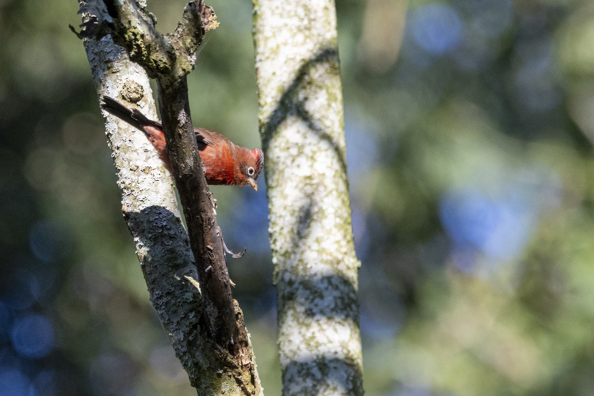 Red-crested Finch - ML620033765