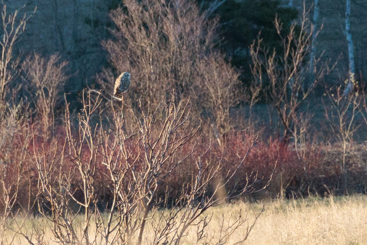 Short-eared Owl - ML620033792