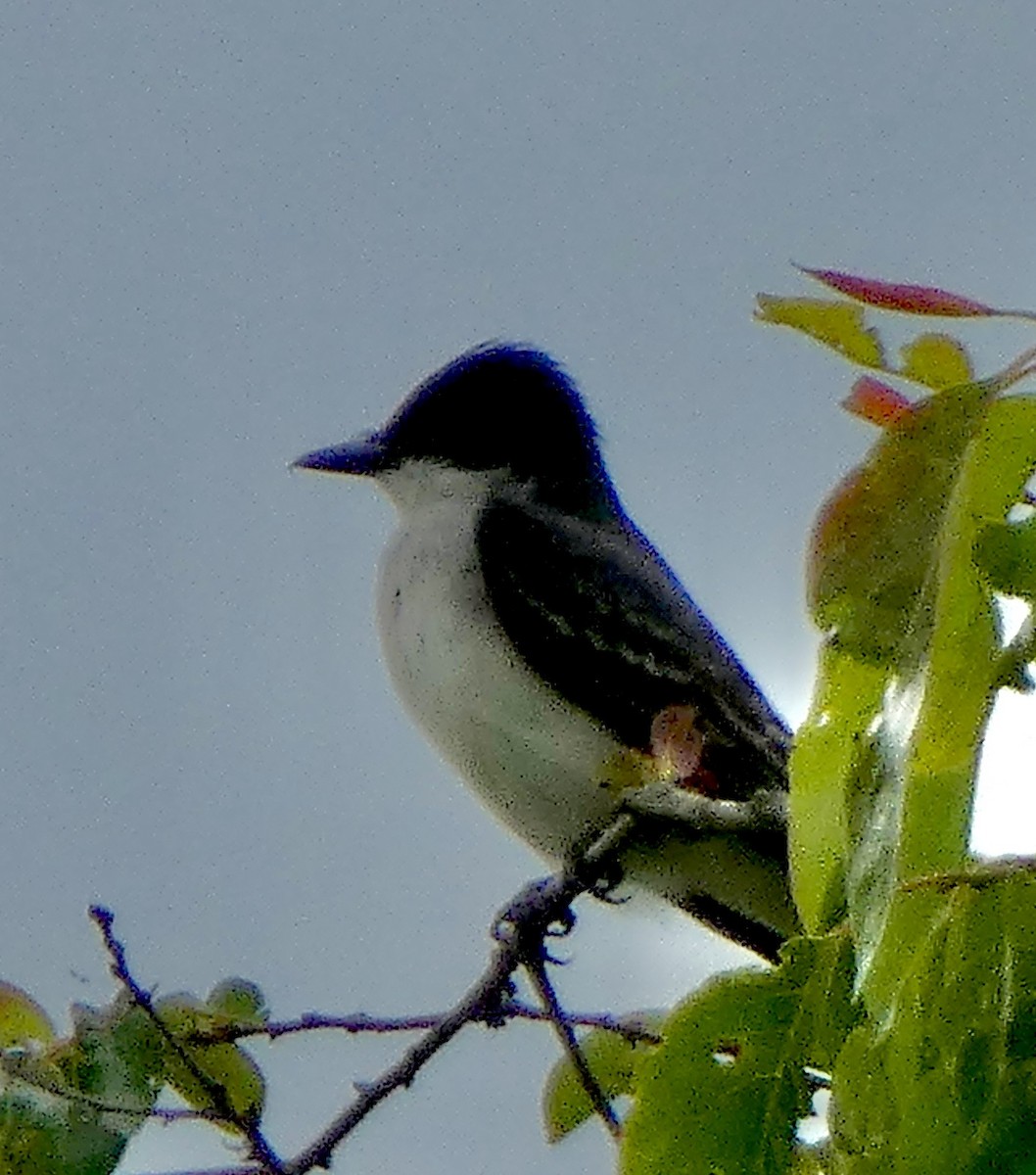 Eastern Kingbird - ML620033796