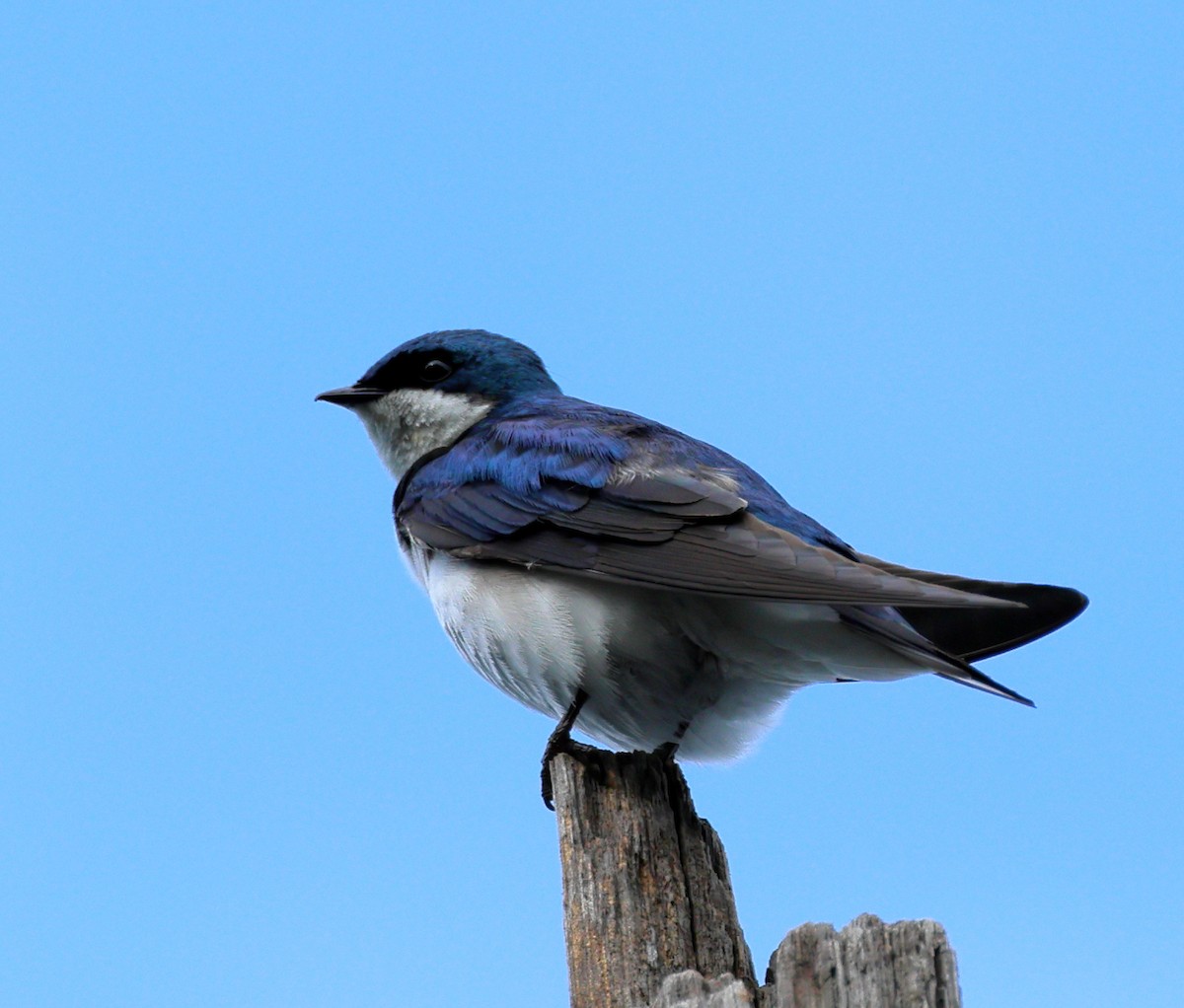 Tree Swallow - ML620033807