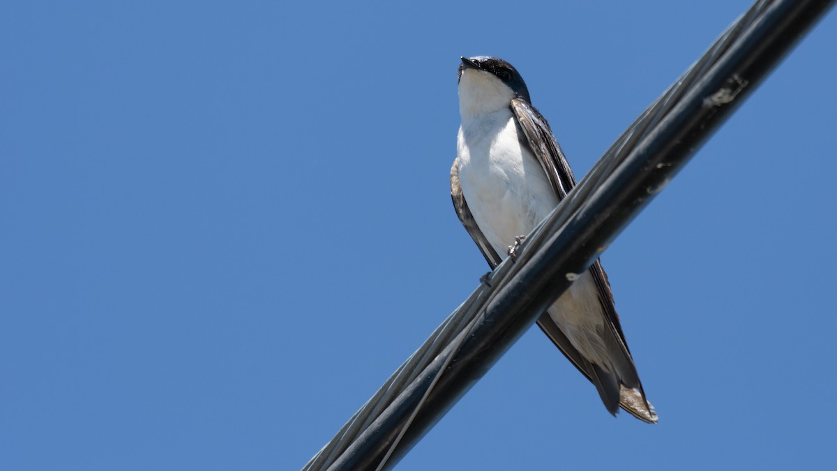 Tree Swallow - ML62003381