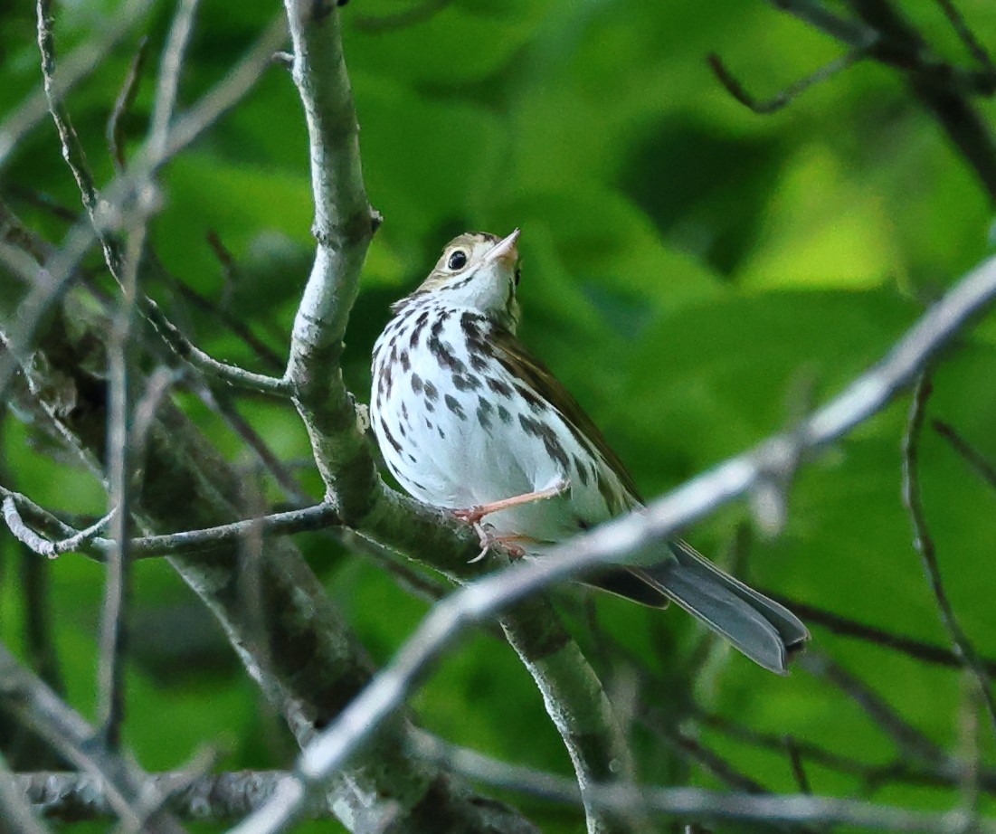 Ovenbird - ML620033824