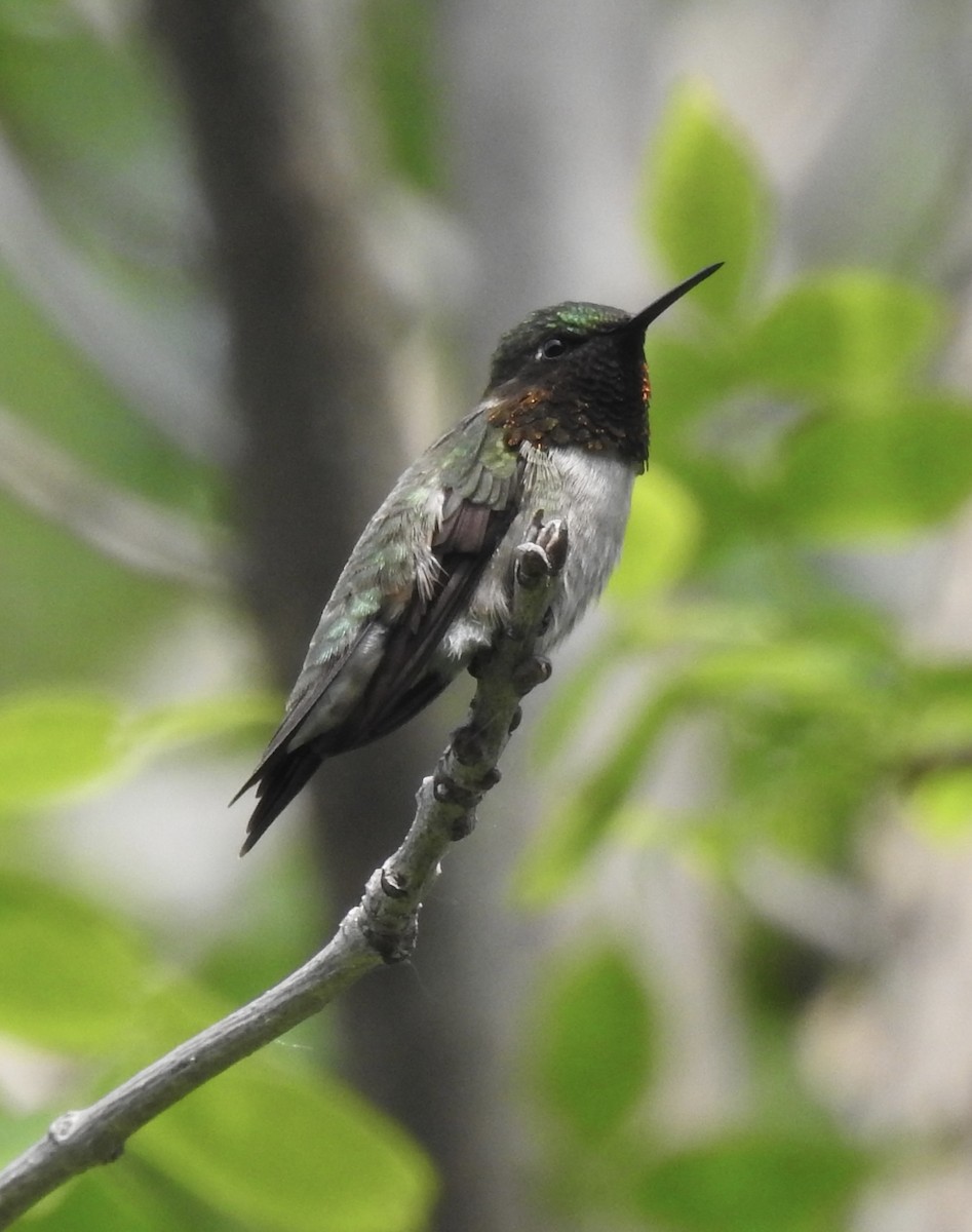 Ruby-throated Hummingbird - ML620033826