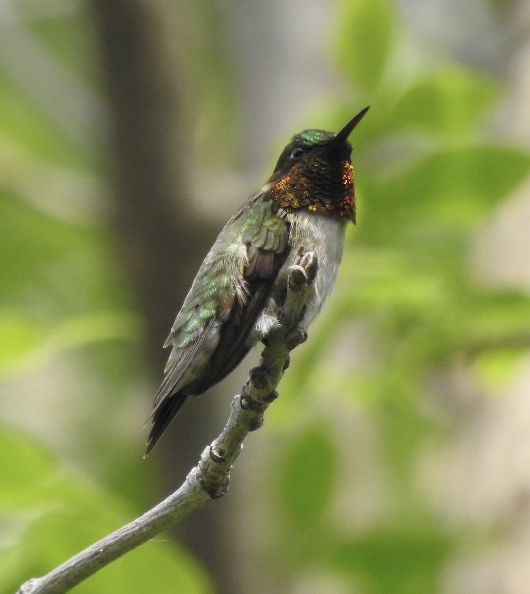 Ruby-throated Hummingbird - ML620033827