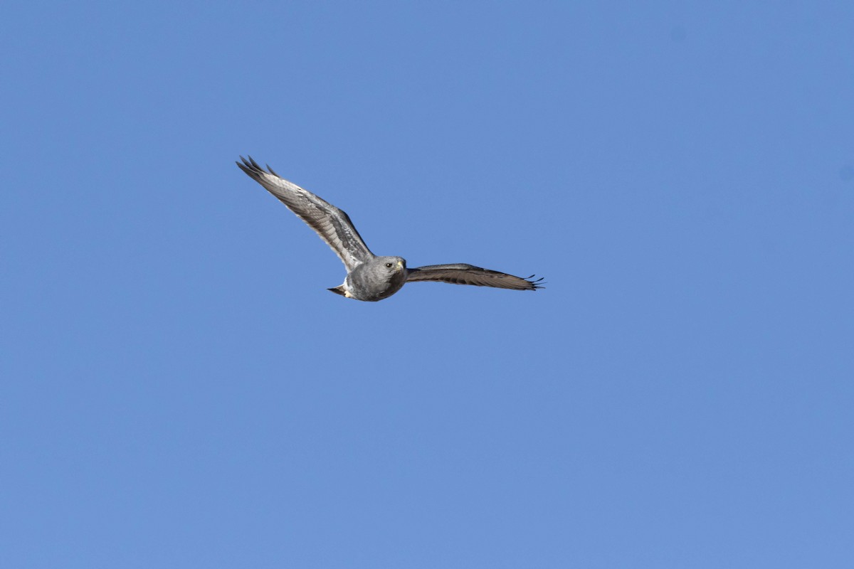 Variable Hawk (Red-backed) - ML620033836