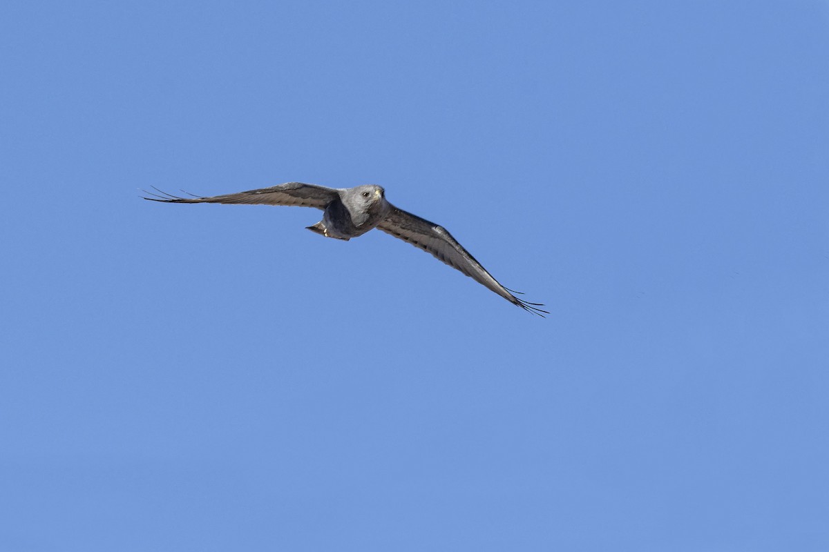 Variable Hawk (Red-backed) - ML620033837