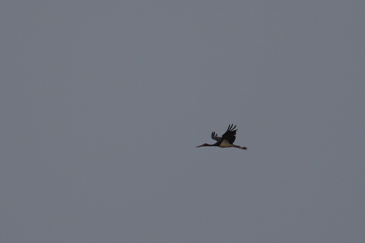 Black Stork - ML620033849