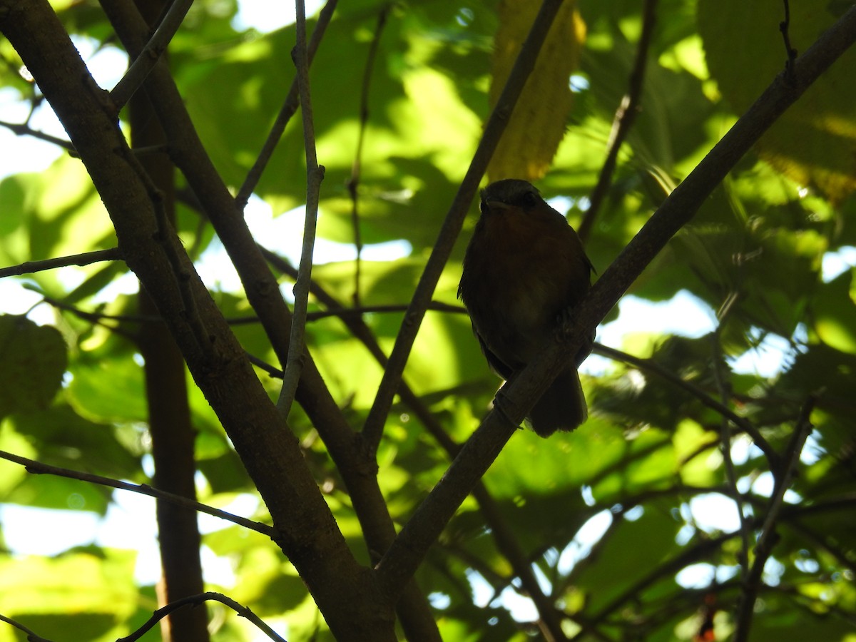 Rufous Gnateater - ML620033851