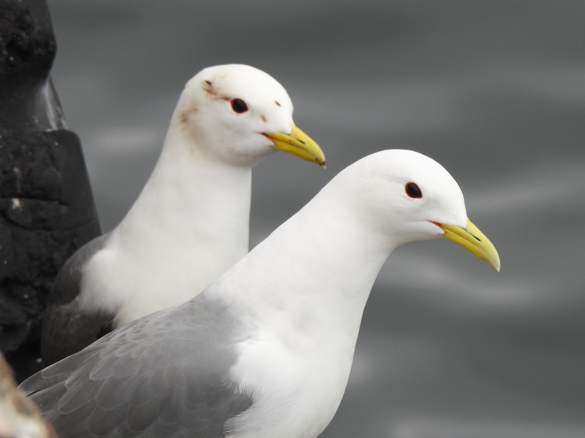 Mouette tridactyle - ML620033852