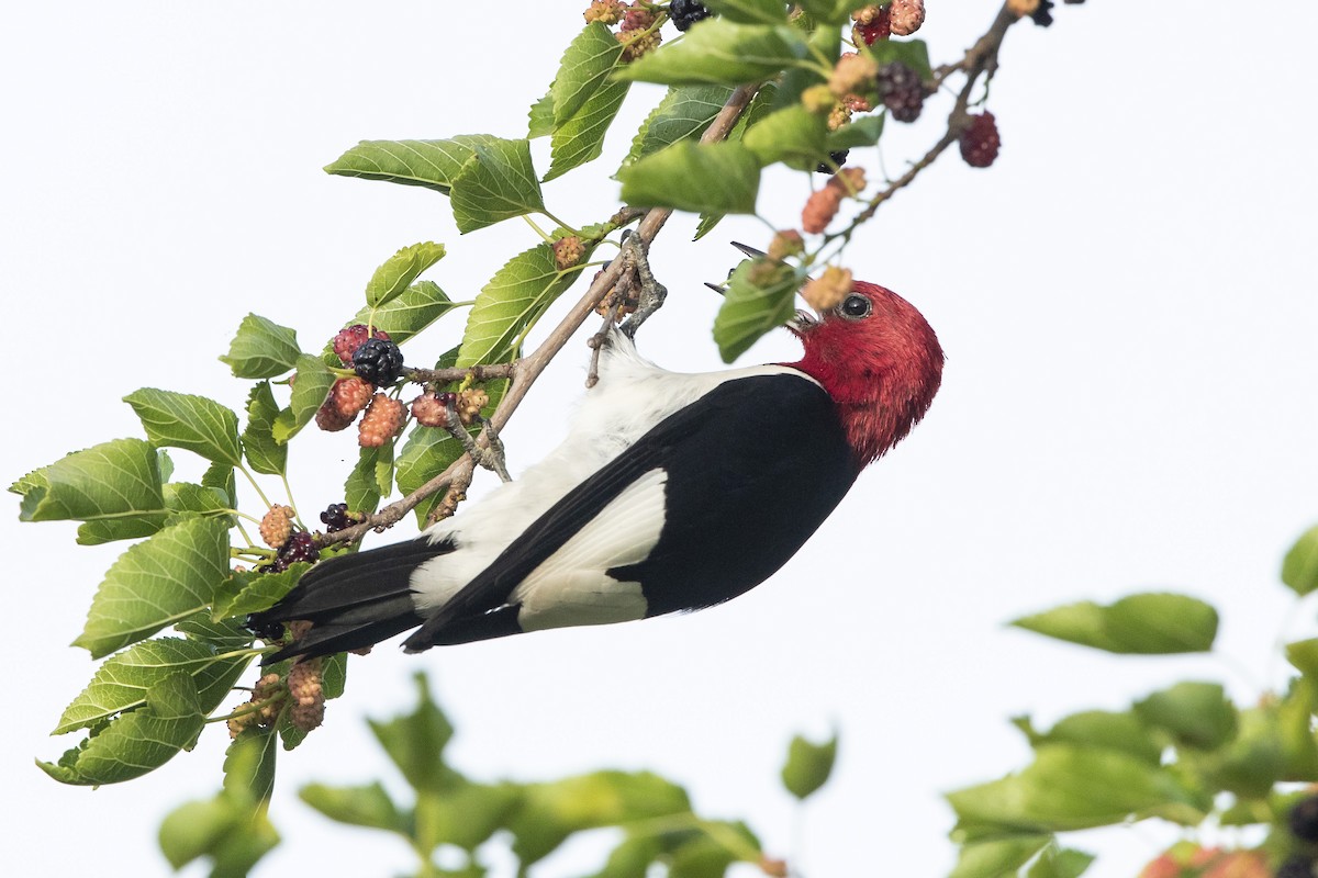 Red-headed Woodpecker - ML620033853