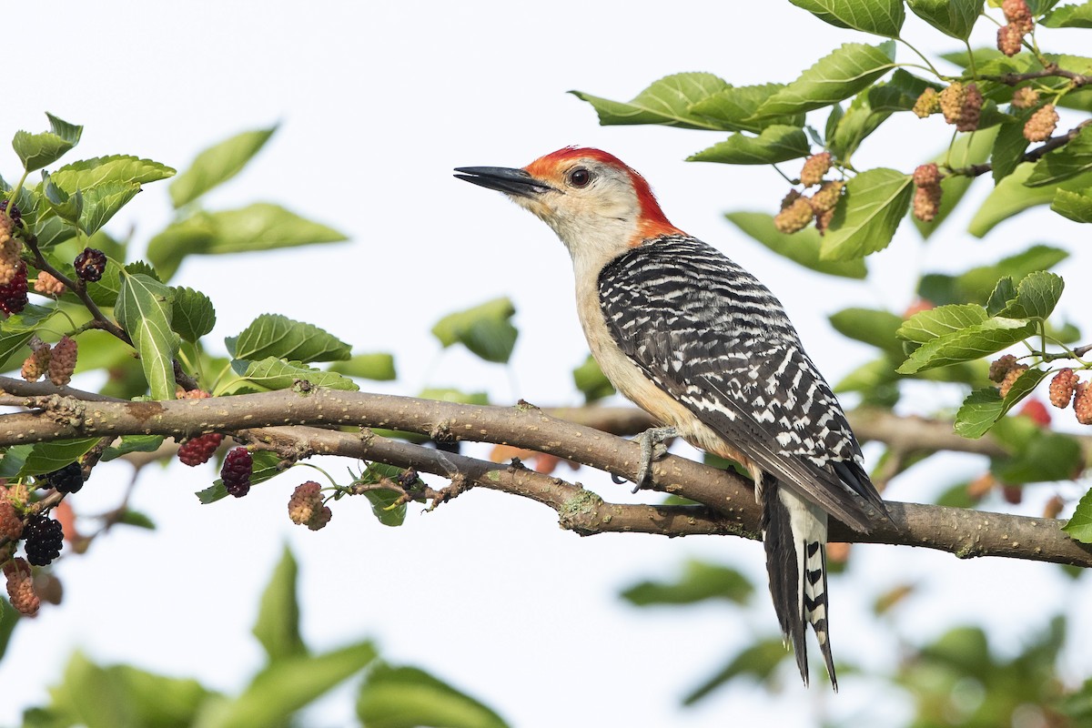 Red-bellied Woodpecker - ML620033854