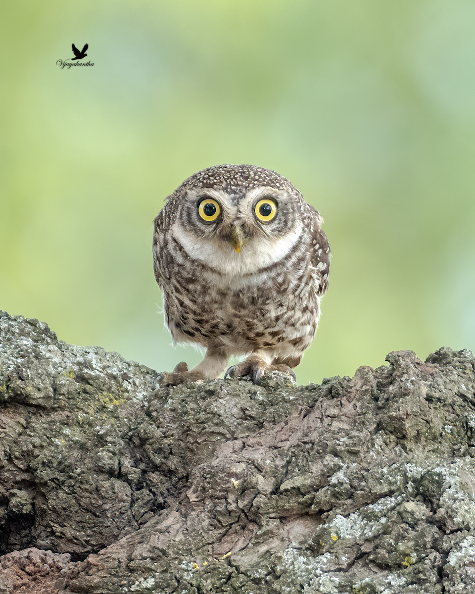 Spotted Owlet - ML620033857