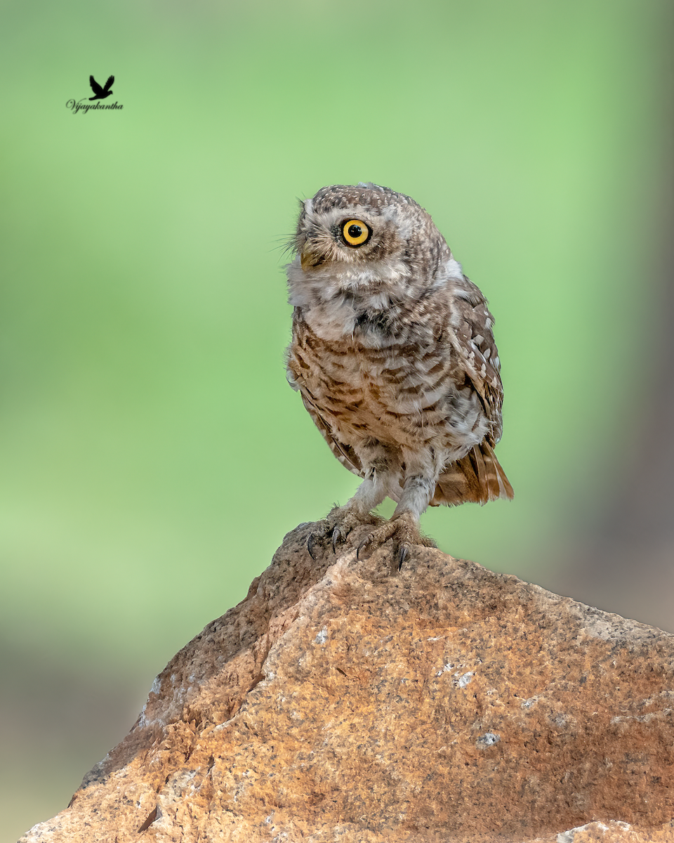 Spotted Owlet - ML620033859