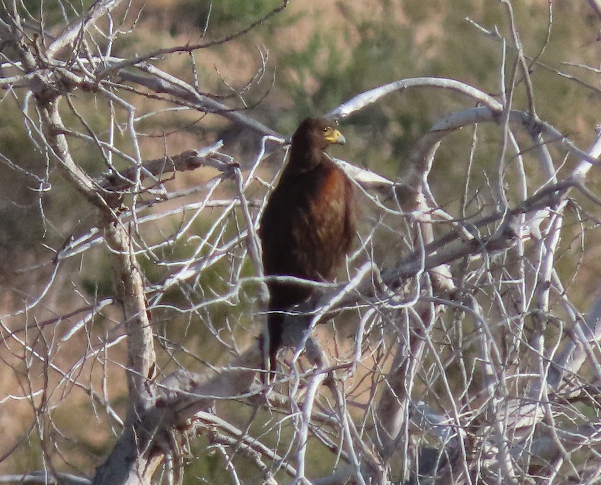 Harris's Hawk - ML620033860