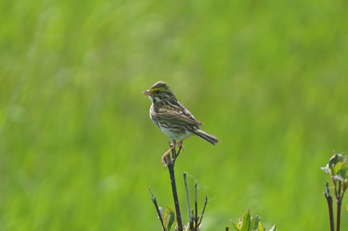 Savannah Sparrow - ML620033863