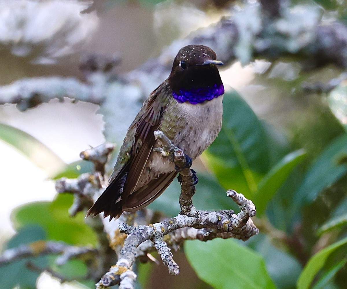 Black-chinned Hummingbird - ML620033866