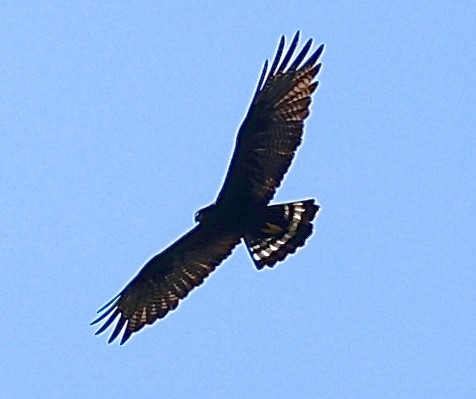 Zone-tailed Hawk - ML620033881