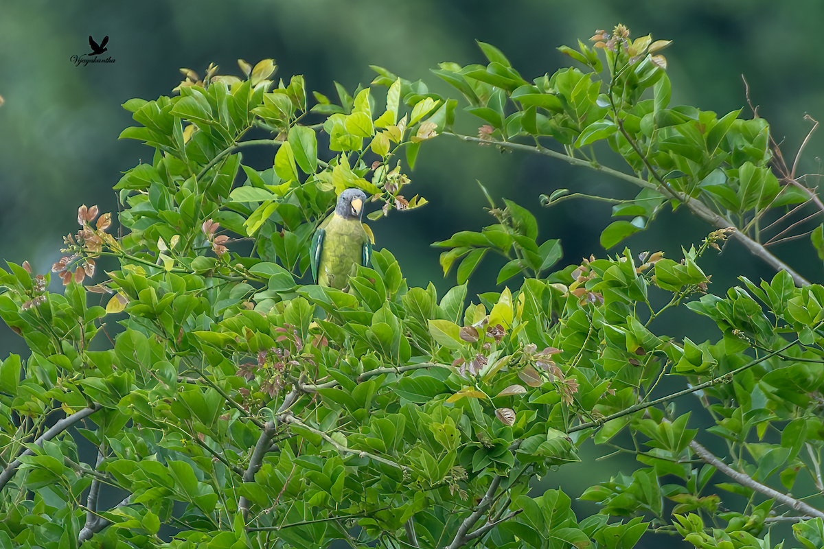 Plum-headed Parakeet - ML620033882