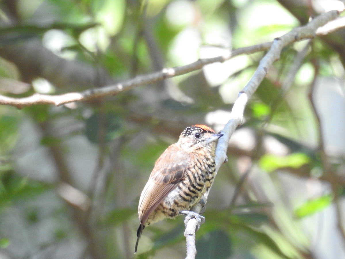 White-barred Piculet - ML620033884