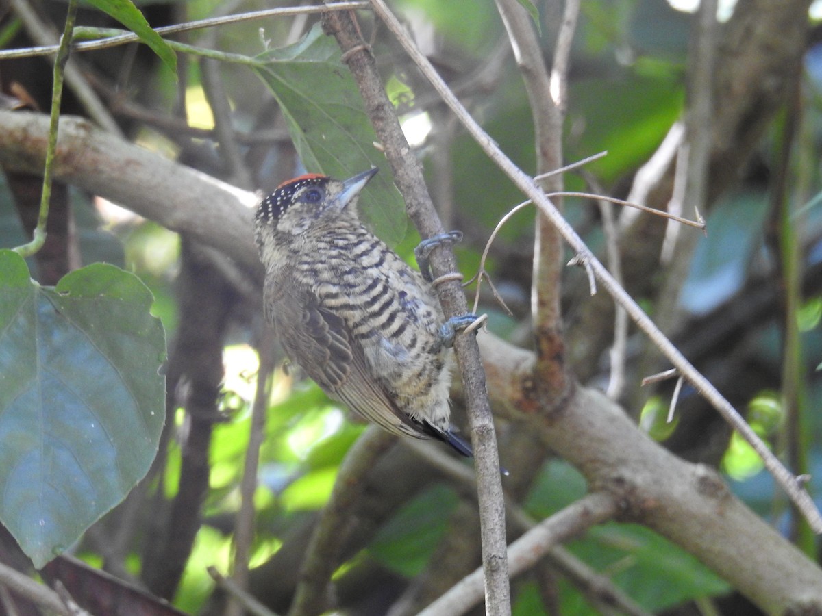 White-barred Piculet - ML620033885