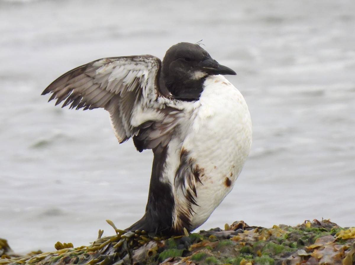 Thick-billed Murre - ML620033887