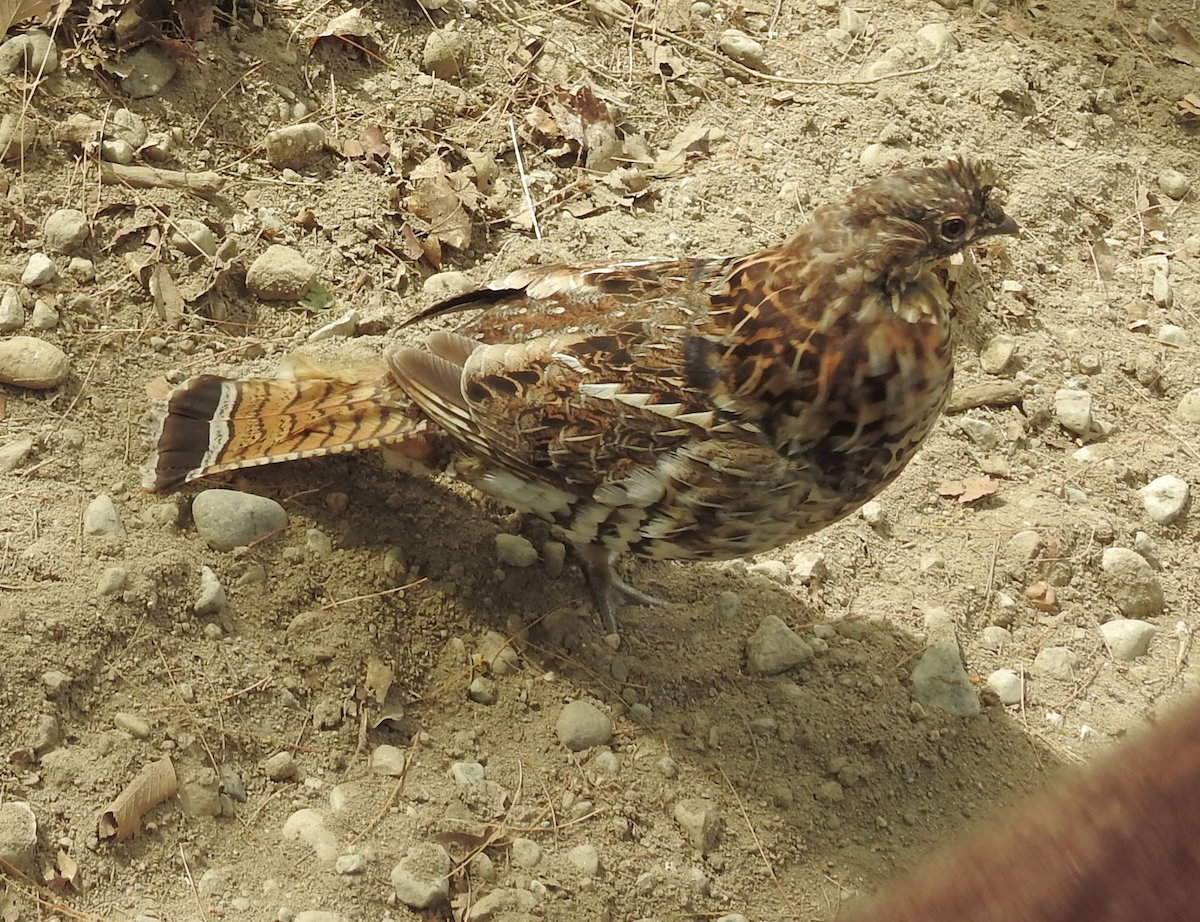 Ruffed Grouse - ML620033890