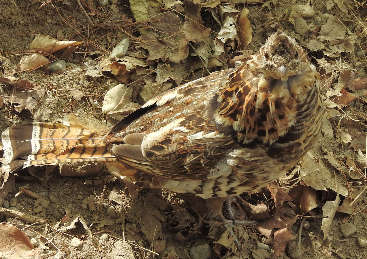 Ruffed Grouse - ML620033891