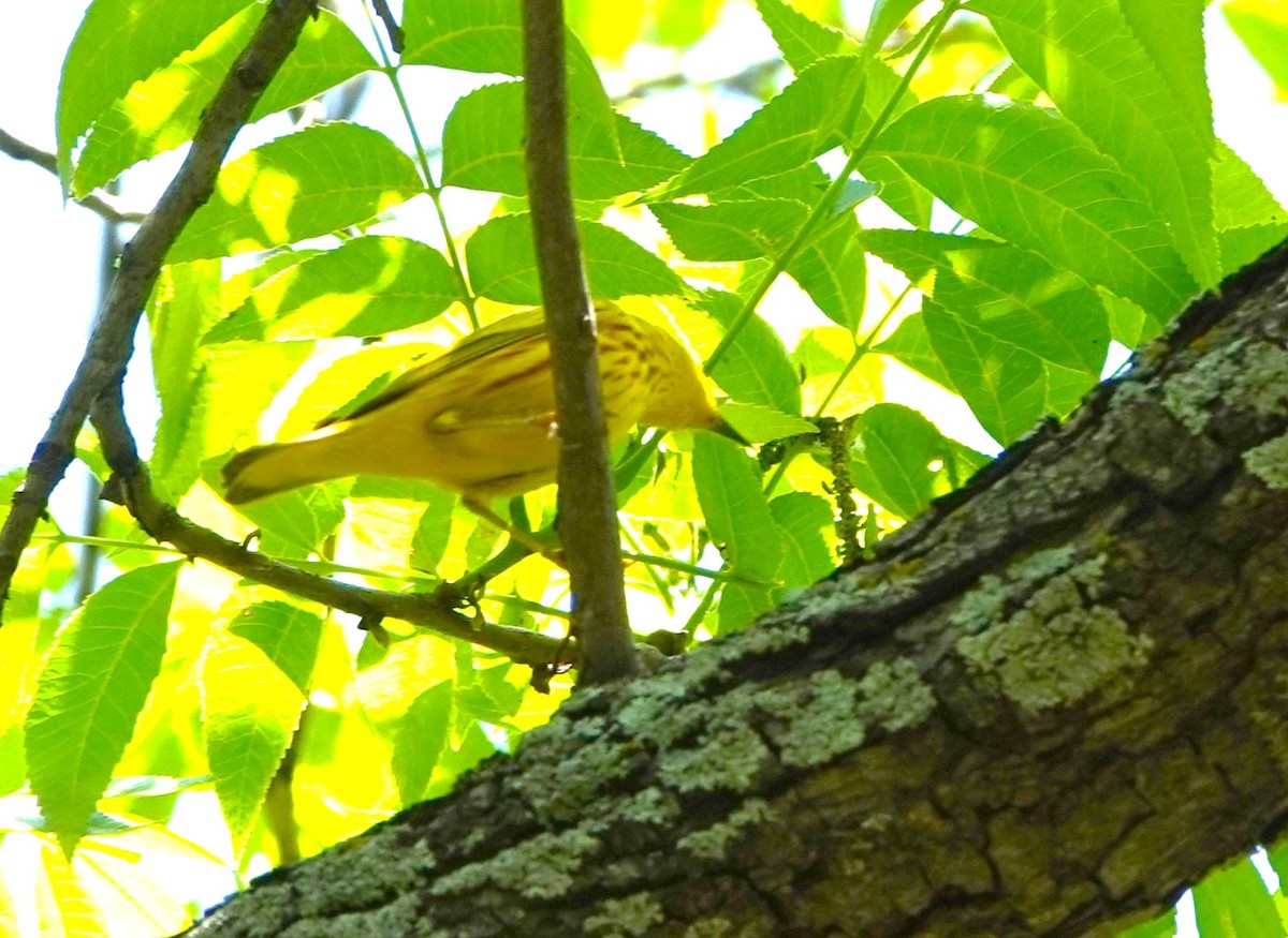 Yellow Warbler - ML620033899