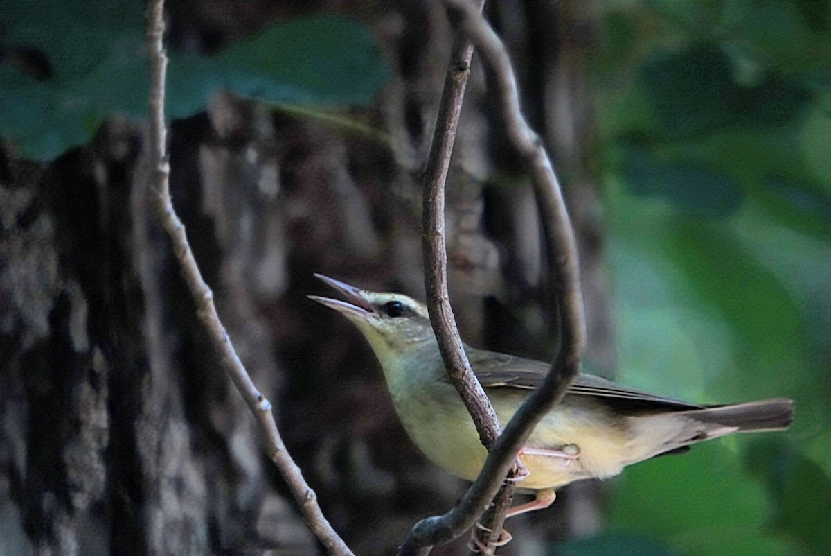 Swainson's Warbler - ML620033903