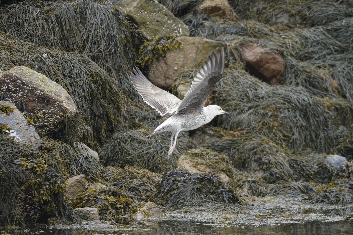 Lesser Black-backed Gull - ML620033911