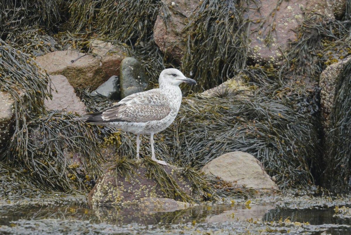 Lesser Black-backed Gull - Chris Bartlett