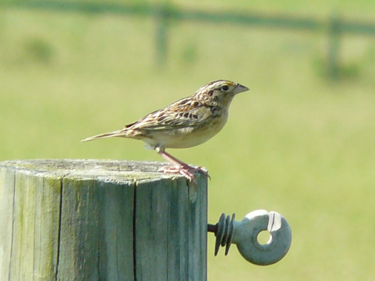 Grasshopper Sparrow - ML620033914