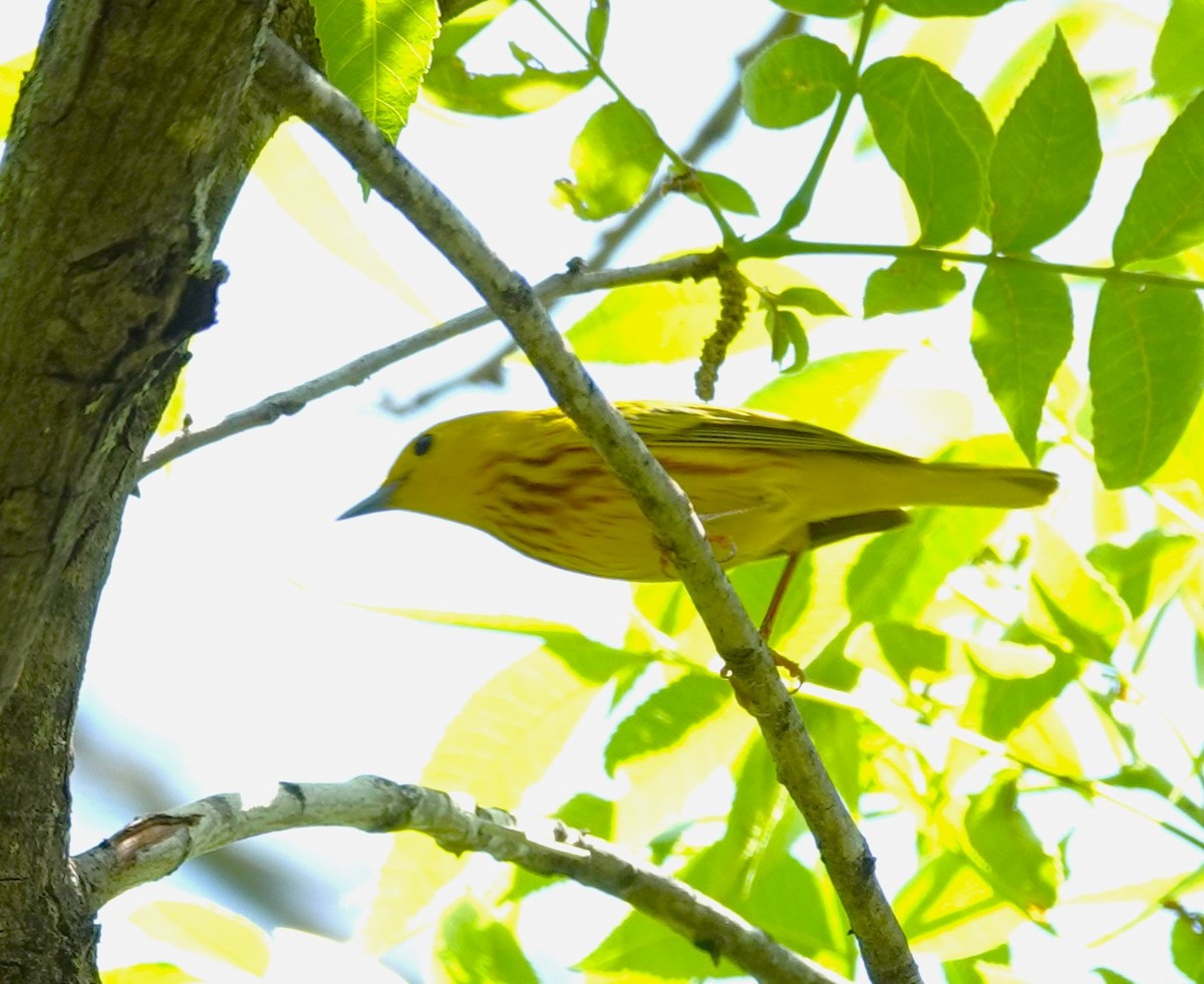 Yellow Warbler - ML620033920