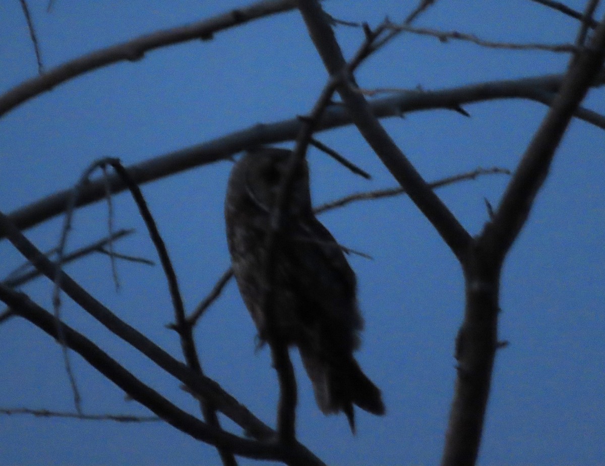 Long-eared Owl - ML620033938