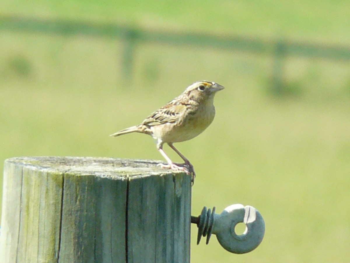 Grasshopper Sparrow - ML620033943