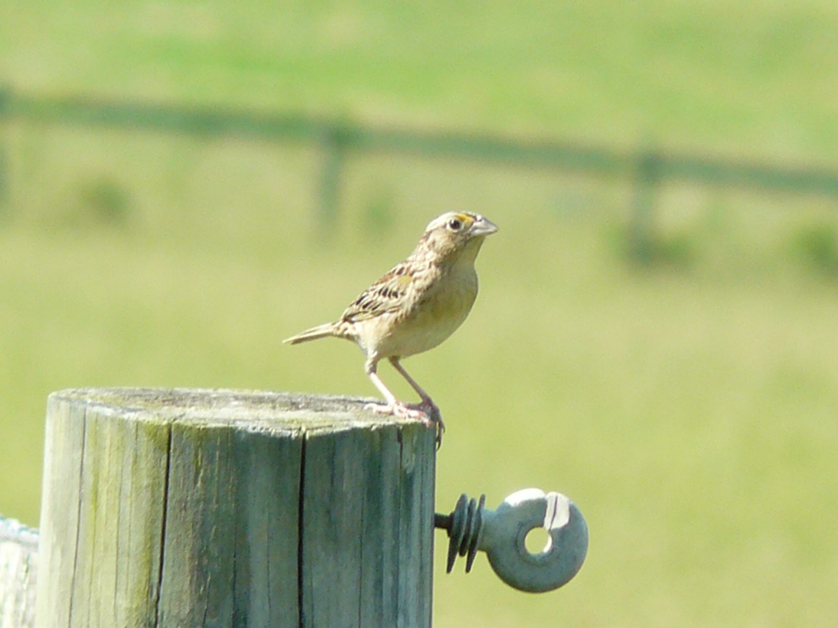 Grasshopper Sparrow - ML620033947