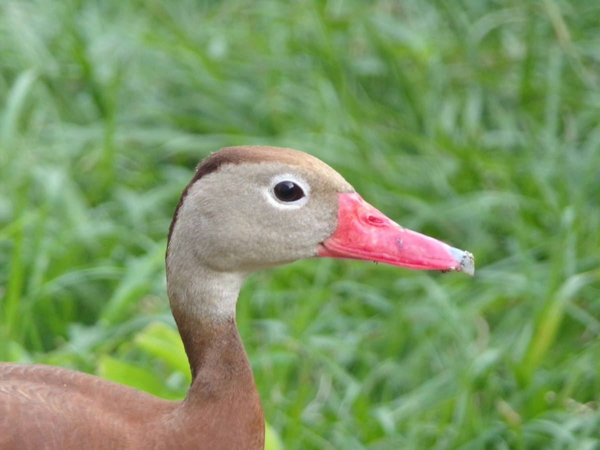 Black-bellied Whistling-Duck - ML620033951