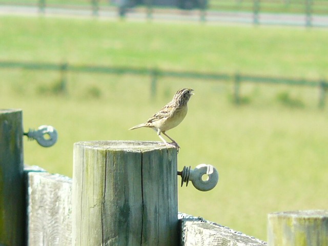 Grasshopper Sparrow - ML620033971