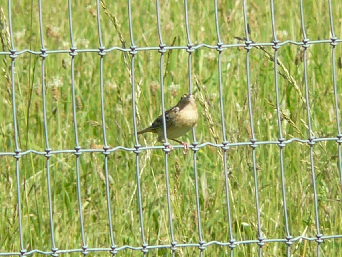 Grasshopper Sparrow - ML620033974