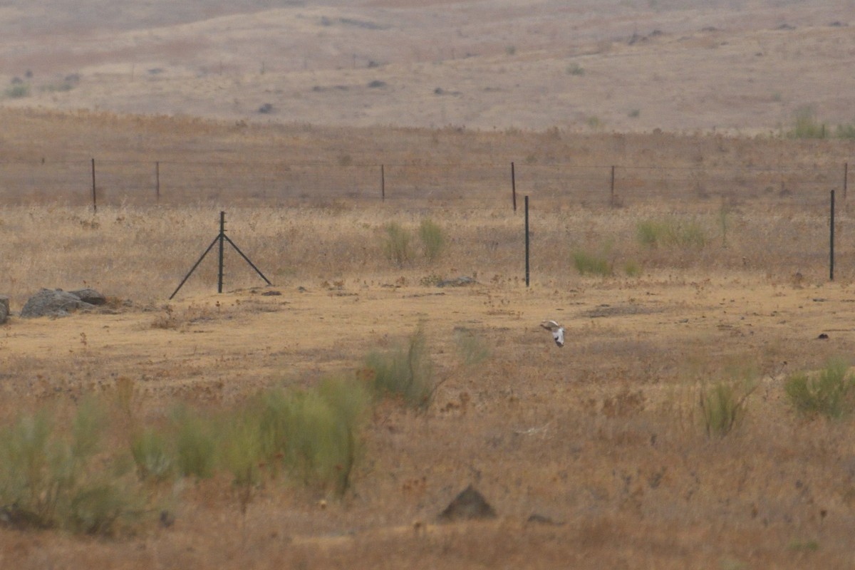 חובה קטנה - ML620033982