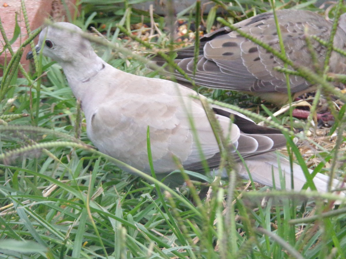 Eurasian Collared-Dove - ML620033987