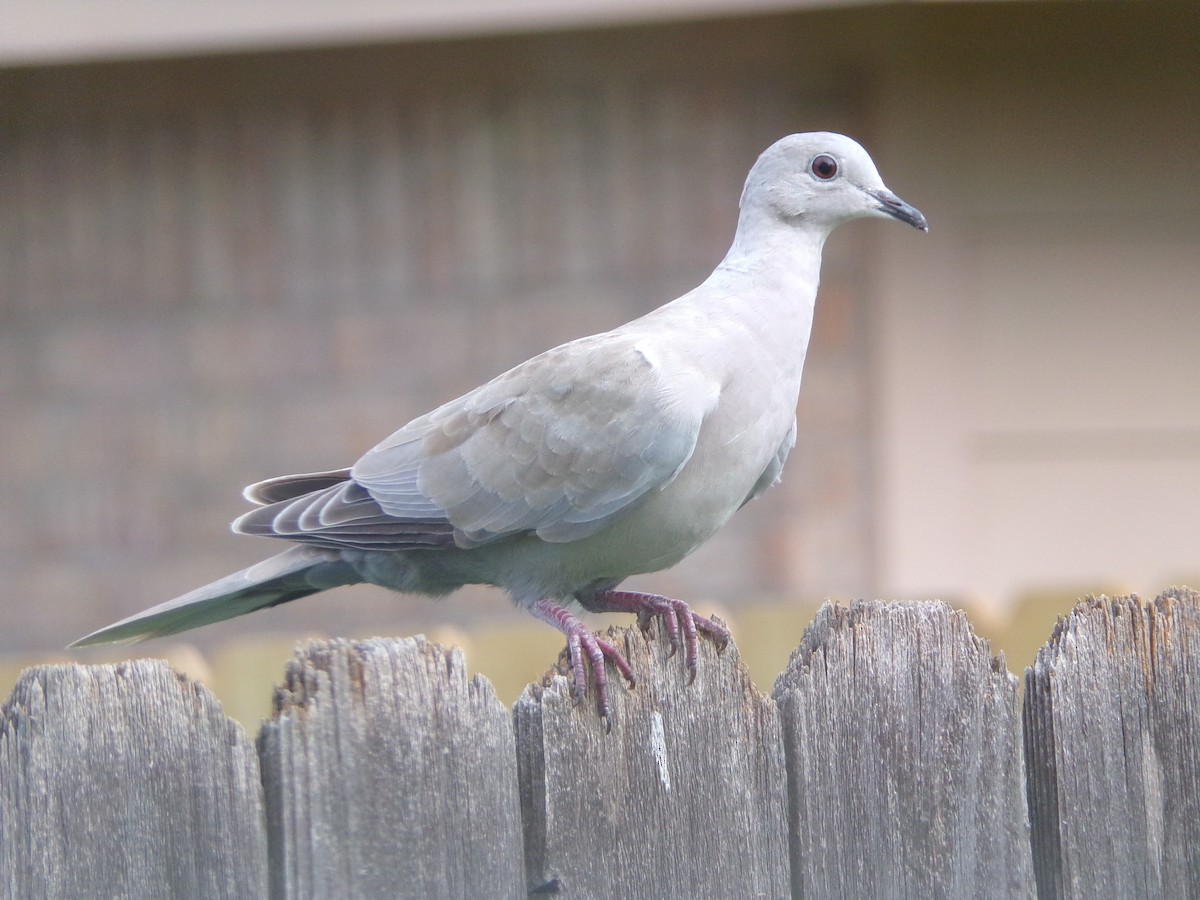 Eurasian Collared-Dove - ML620033990