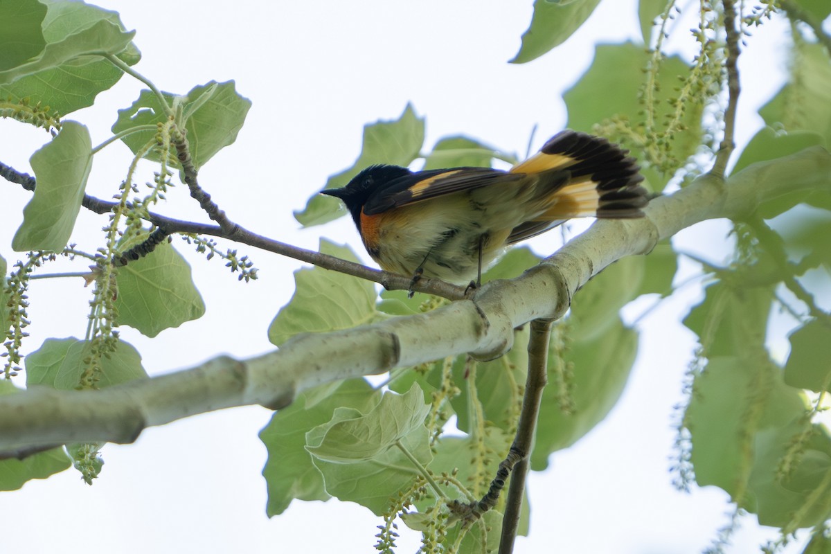 American Redstart - ML620034001