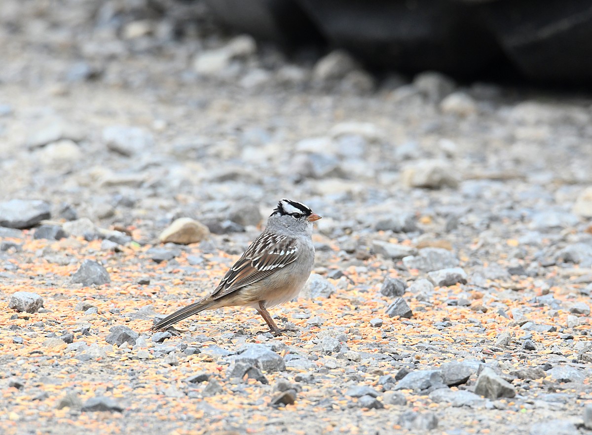 White-crowned Sparrow - ML620034002