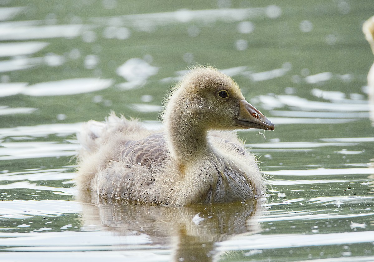 Graylag Goose - Prajeeth Chittappen Kandiyil