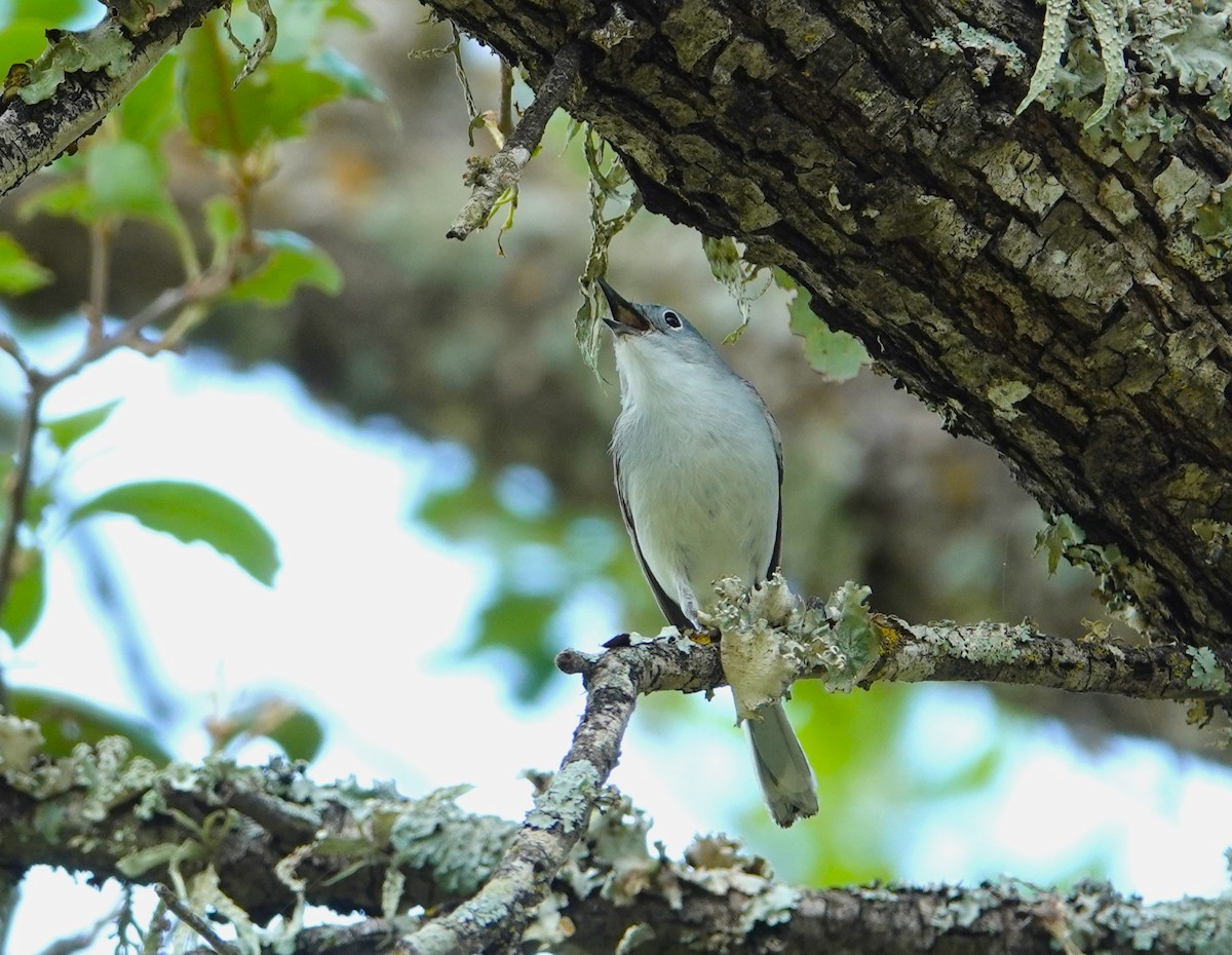 Blue-gray Gnatcatcher - ML620034050