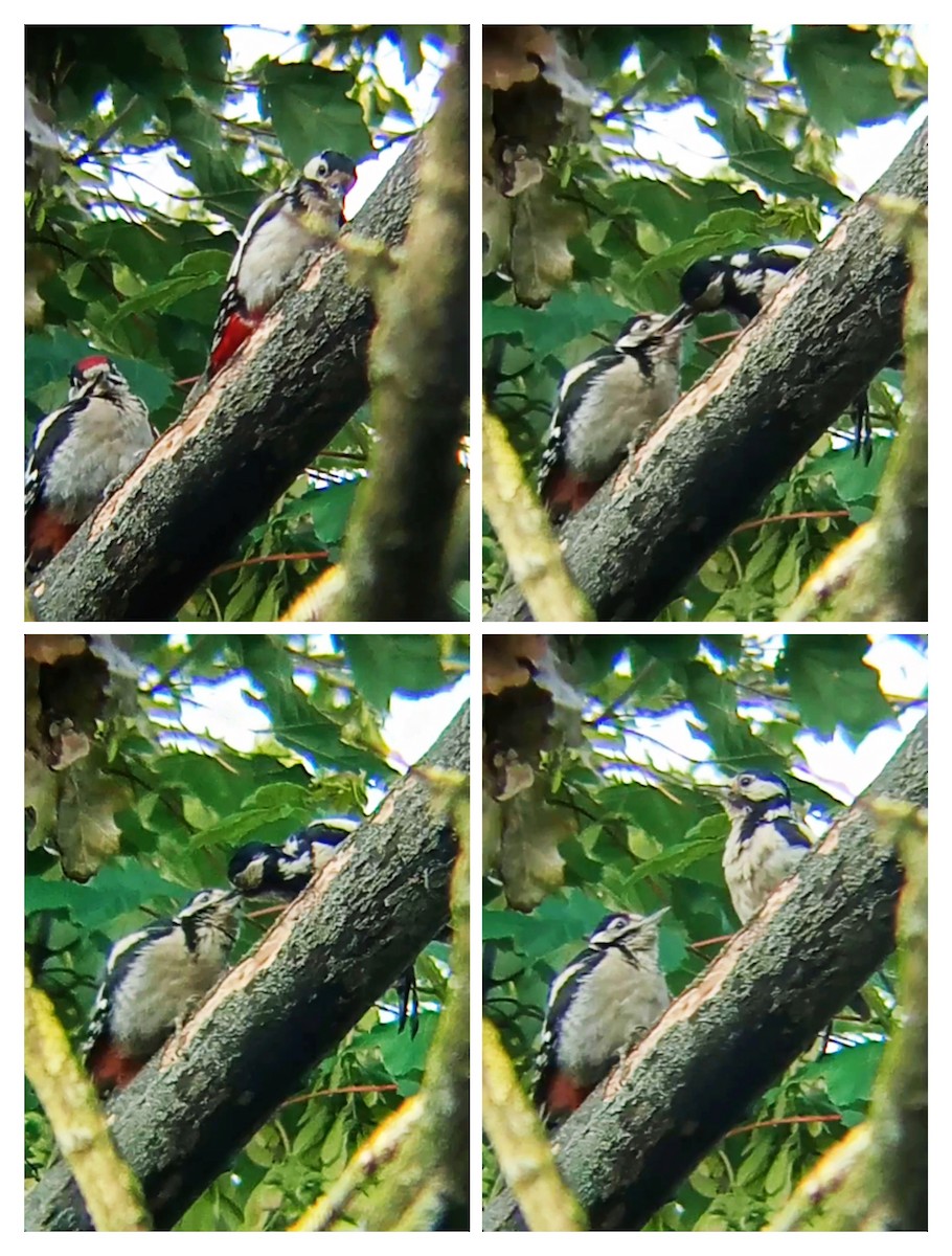 Great Spotted Woodpecker - ML620034078